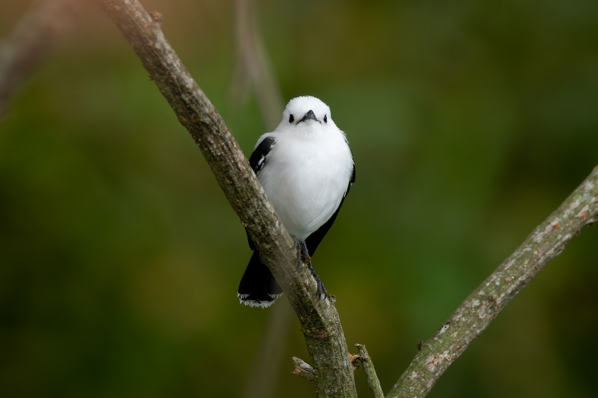 ゴマダラタイランチョウ - ML646771015