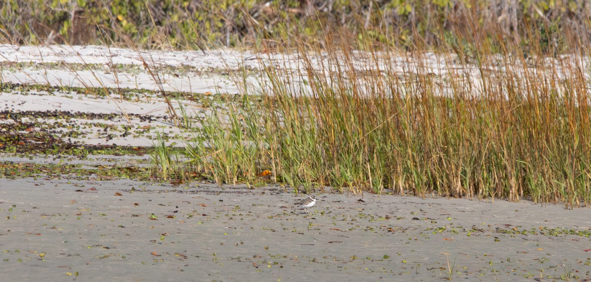 ウィルソンチドリ - ML646771016