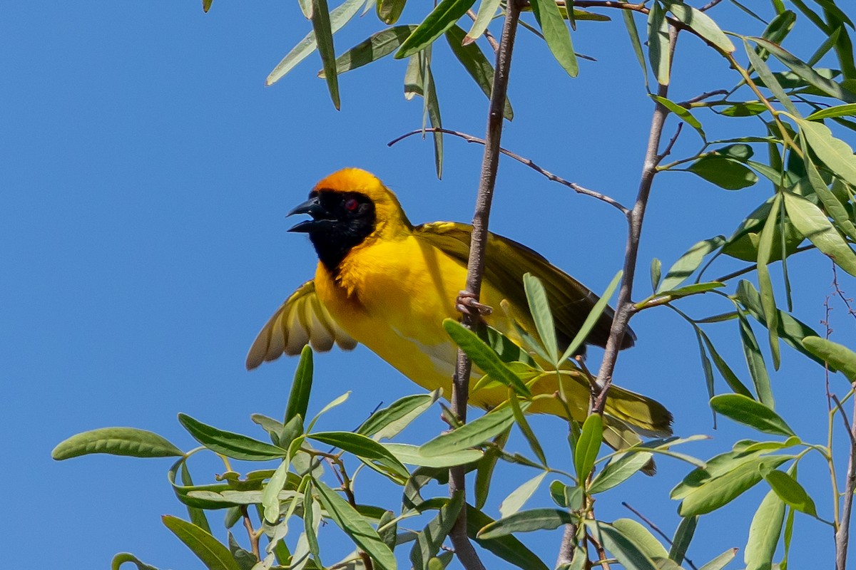 メンガタハタオリ - ML646771017