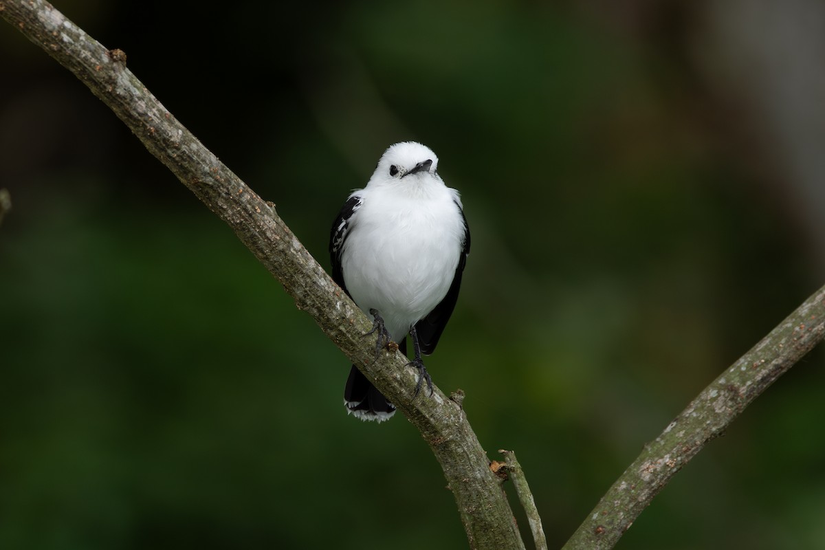 ゴマダラタイランチョウ - ML646771018