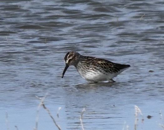 キリアイ - ML646771019