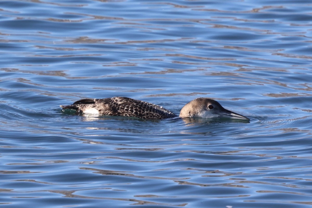 Eistaucher - ML646771021