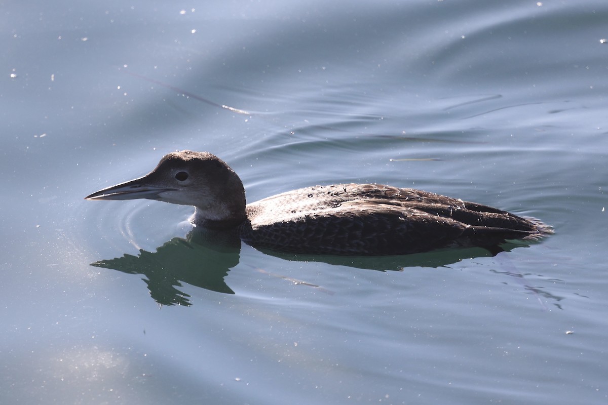 Buz Dalgıcı - ML646771022