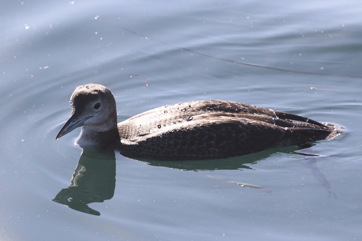 Eistaucher - ML646771023