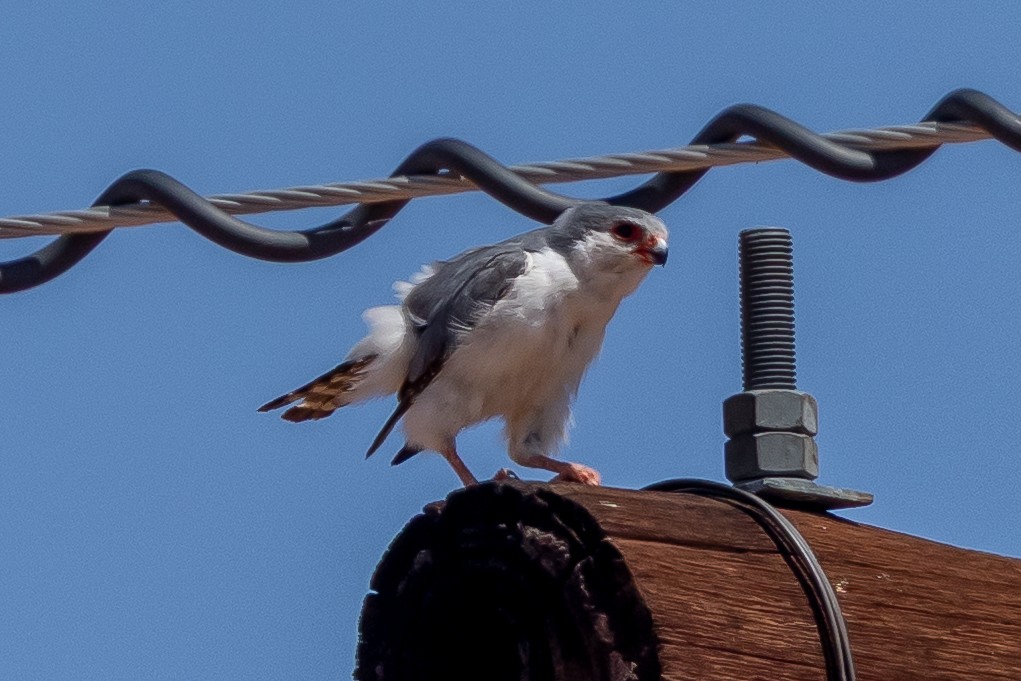 コビトハヤブサ - ML646771024