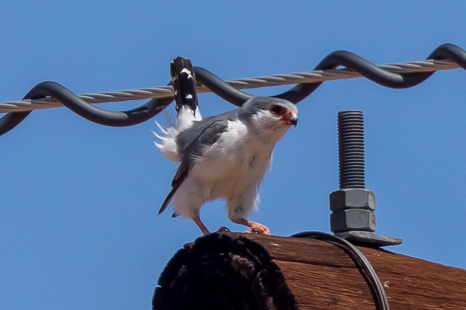 コビトハヤブサ - ML646771025