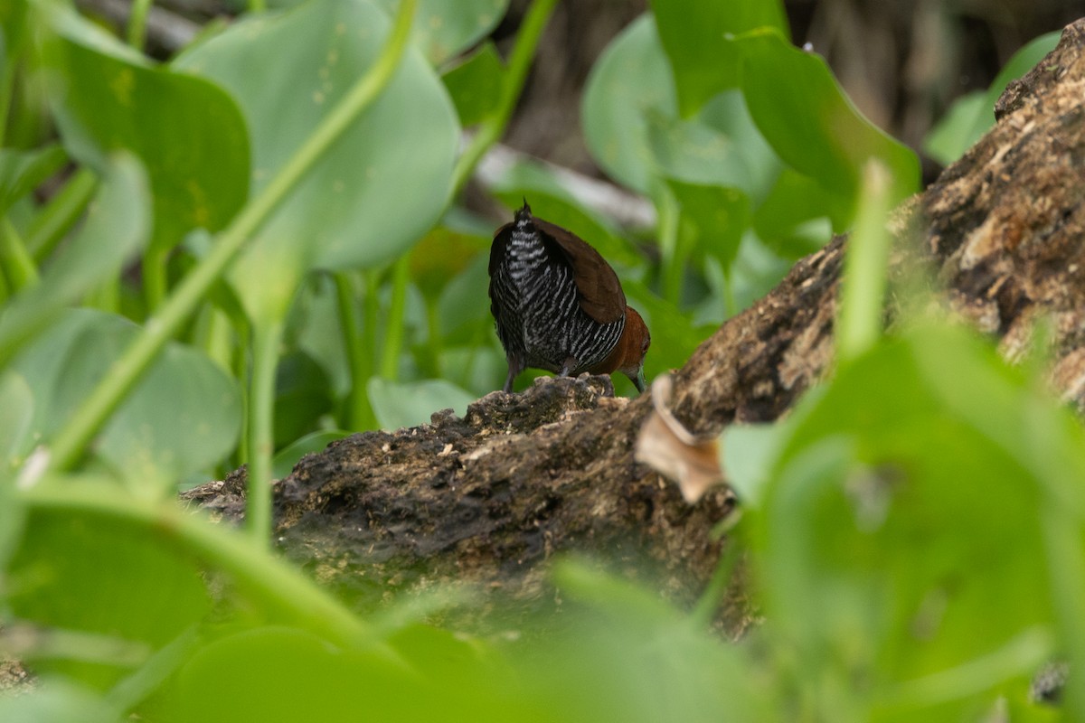 キタノドジロコビトクイナ - ML646771026