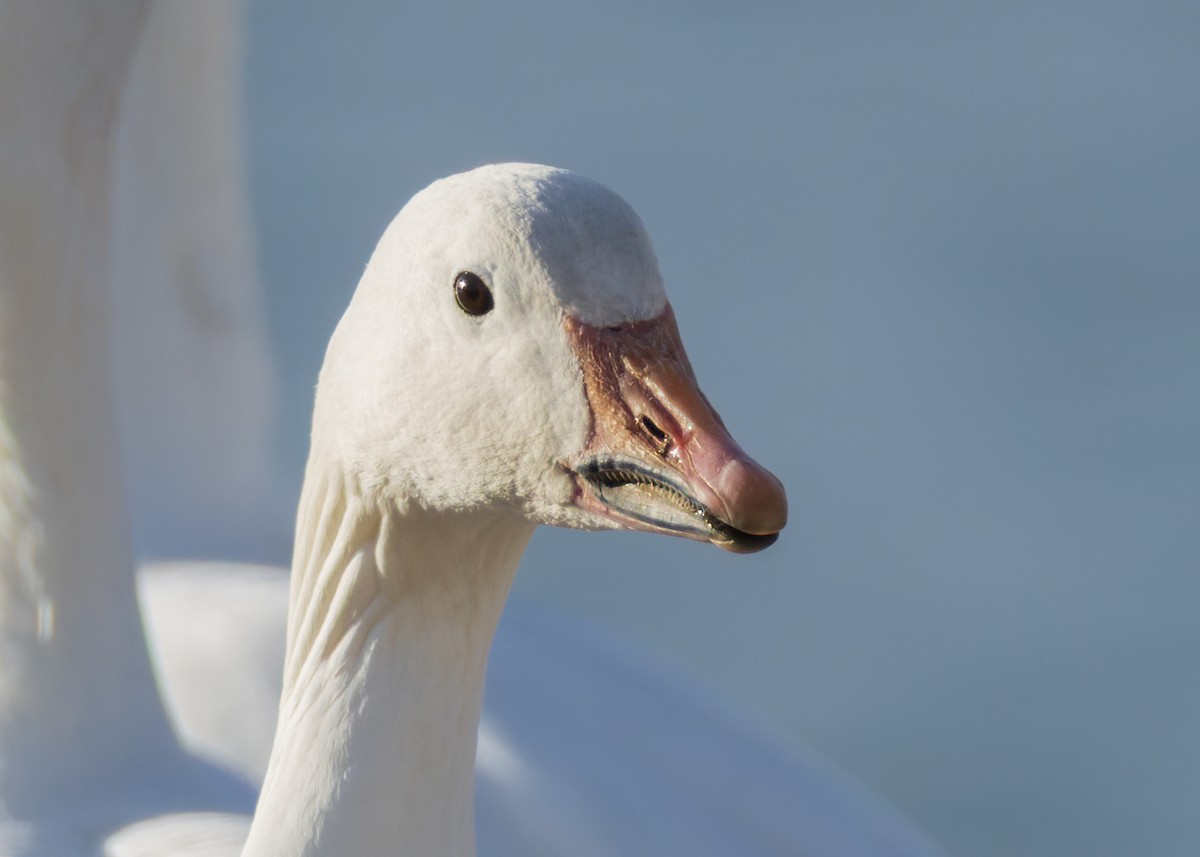 ハクガン - ML646771028