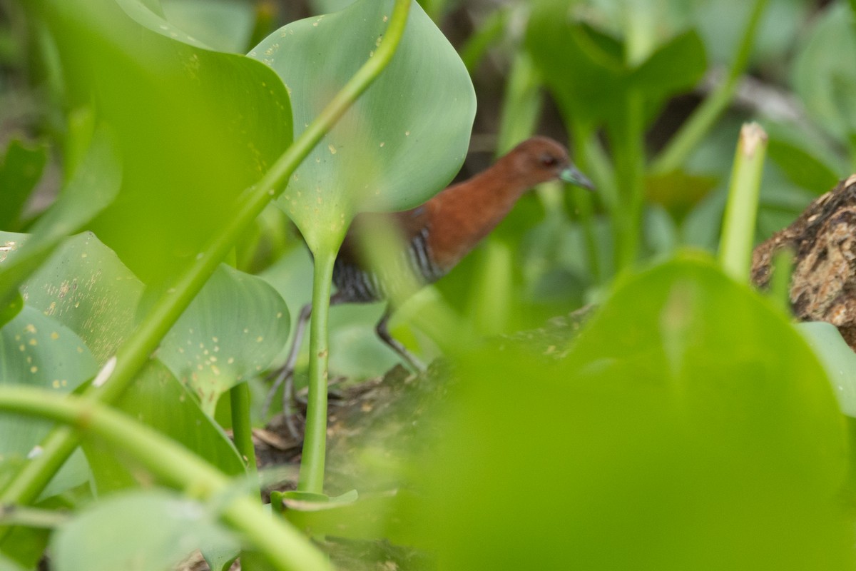 キタノドジロコビトクイナ - ML646771029