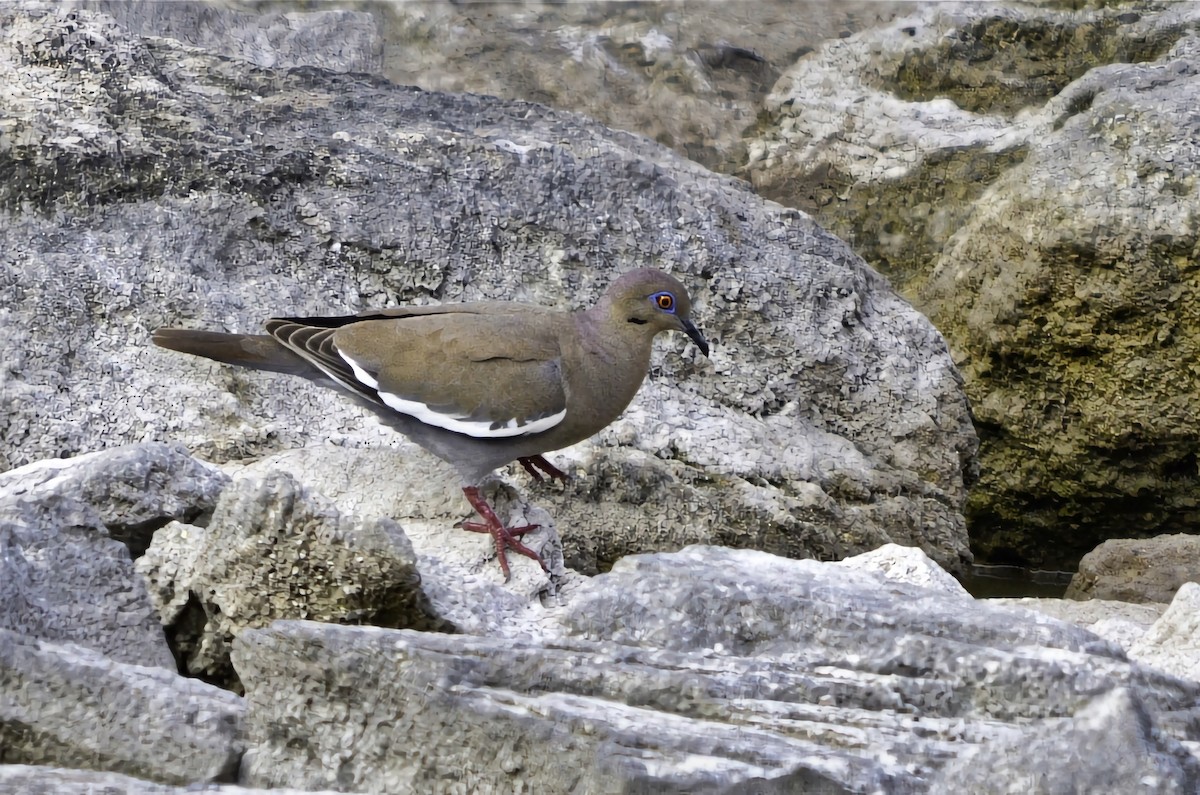 ハジロバト - ML646771032