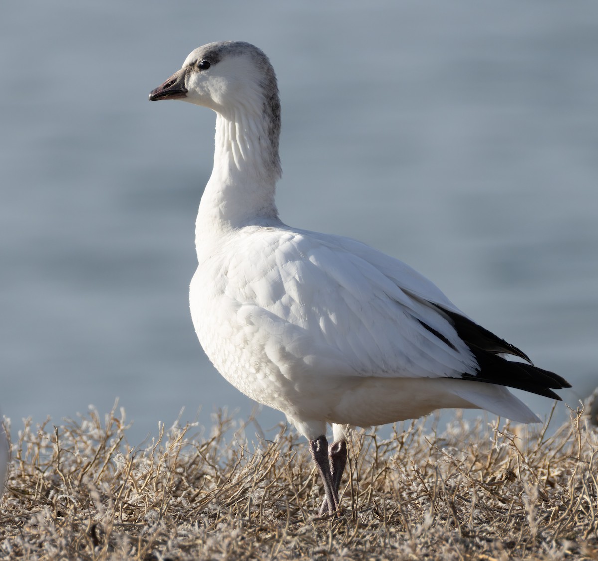 Zwergschneegans - ML646771034