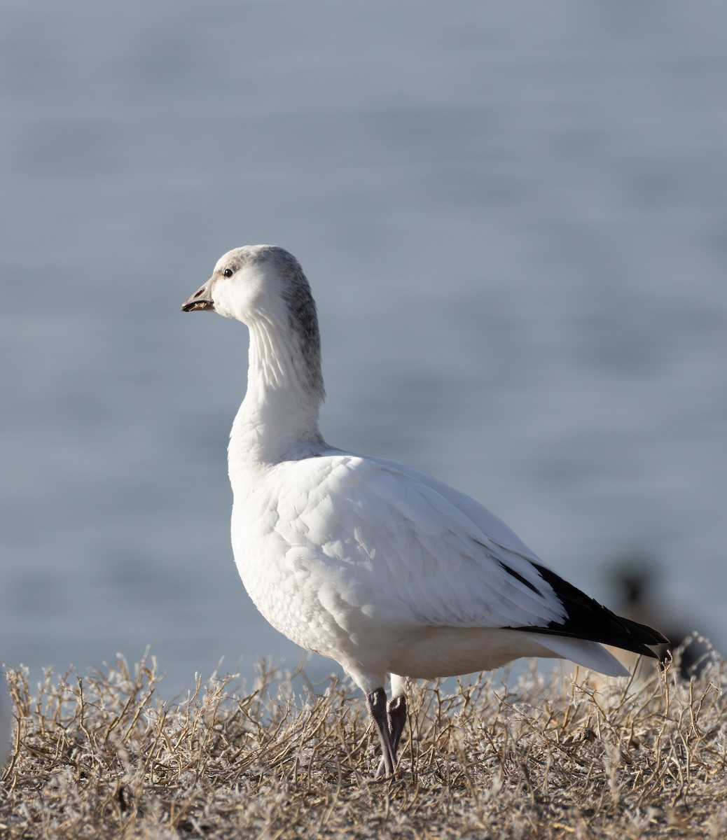 Zwergschneegans - ML646771038