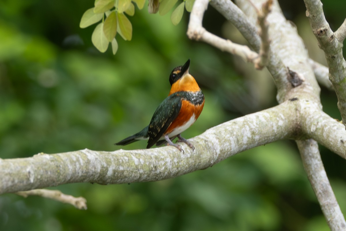 American Pygmy Kingfisher - ML646771043