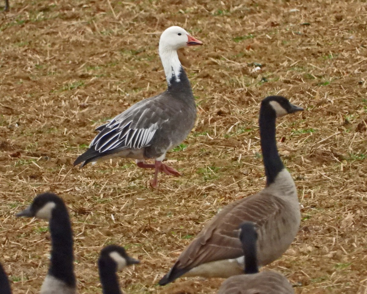 Snow Goose - ML646771044