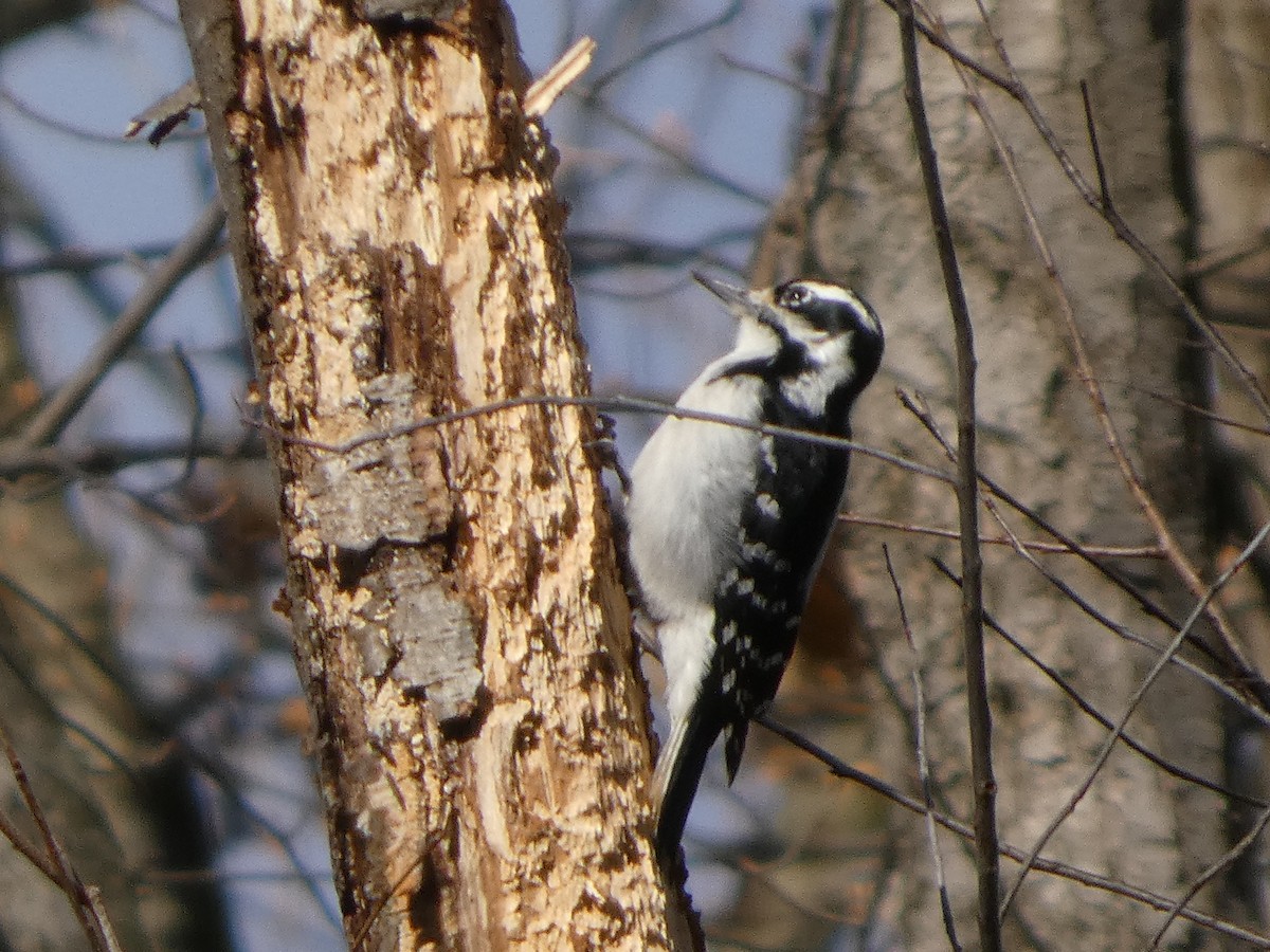 Hairy Woodpecker - ML646771045