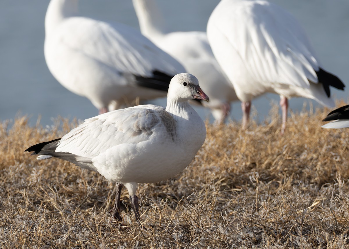 Zwergschneegans - ML646771046