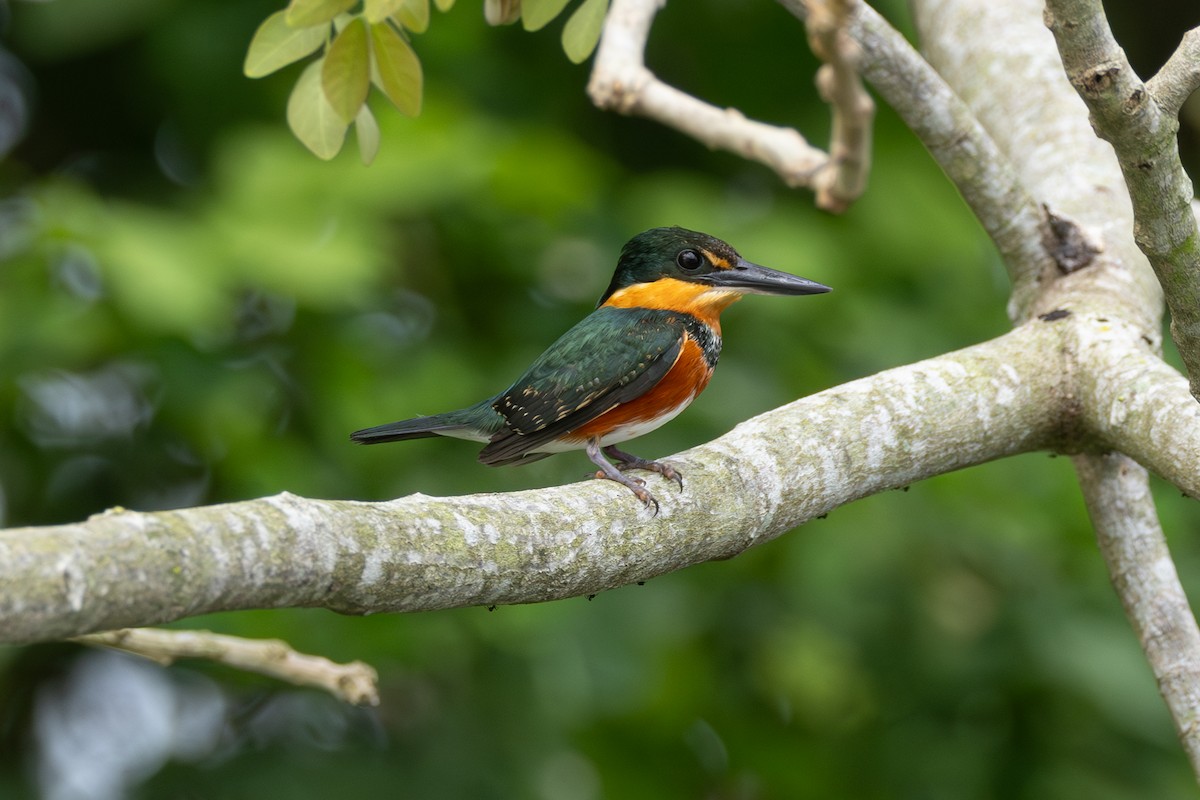 American Pygmy Kingfisher - ML646771047