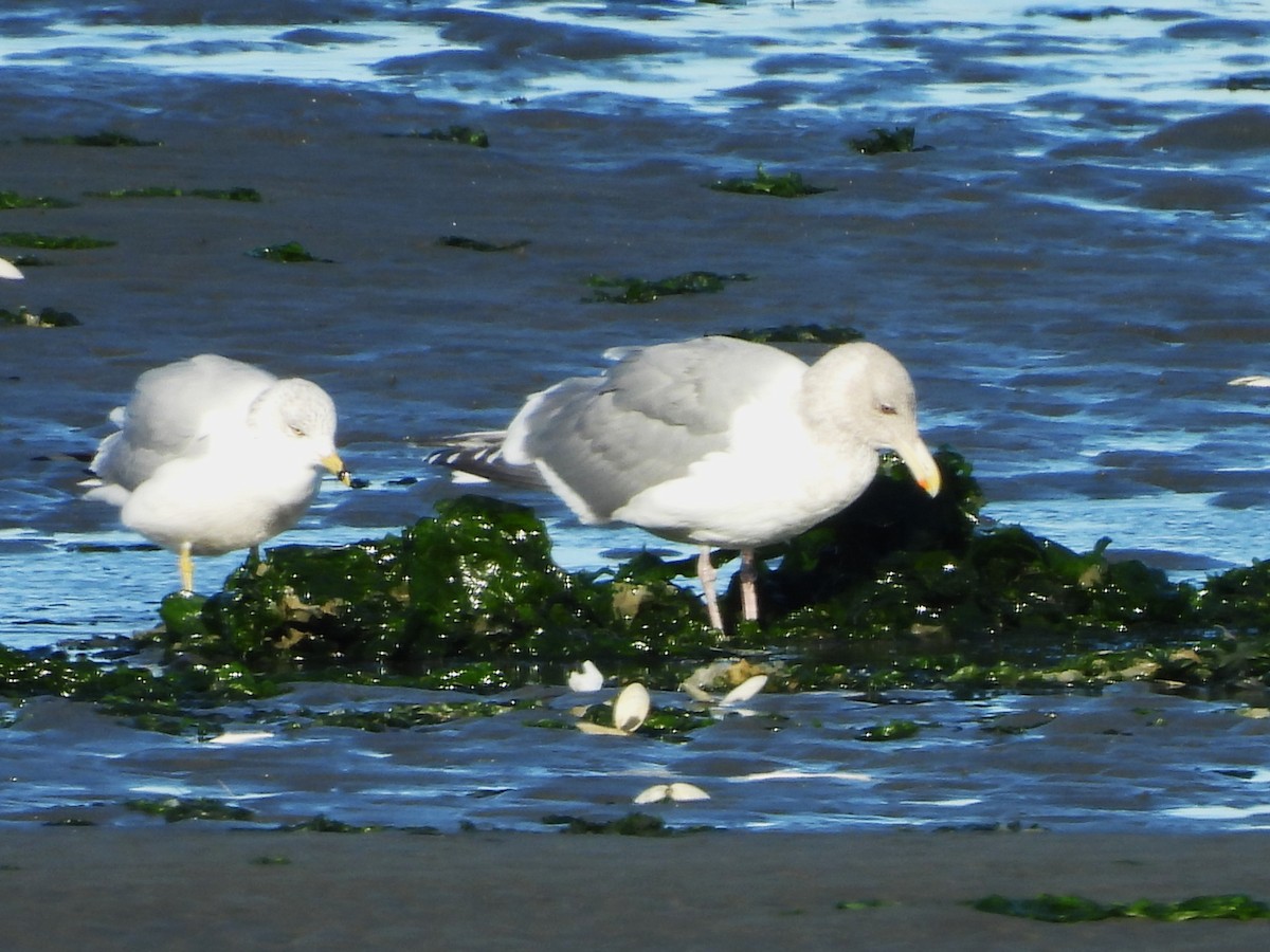 American Herring x Glaucous-winged Gull (hybrid) - ML646771050