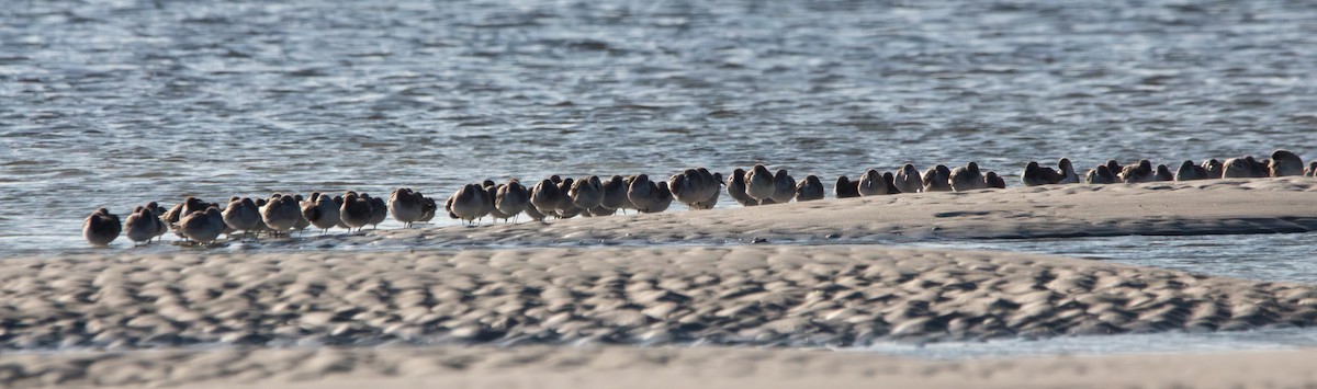 Red Knot - ML646771051