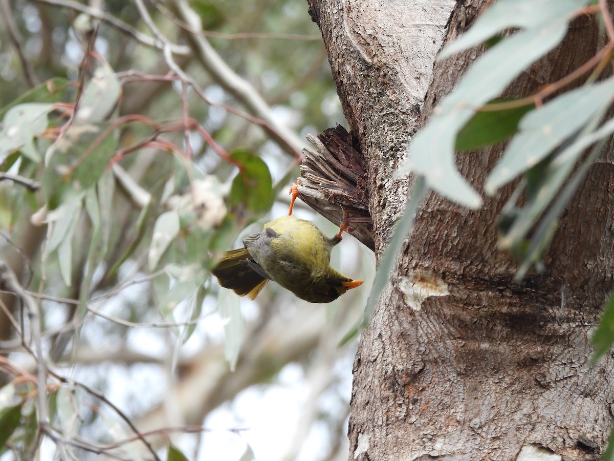 Манорина зелена - ML646771053