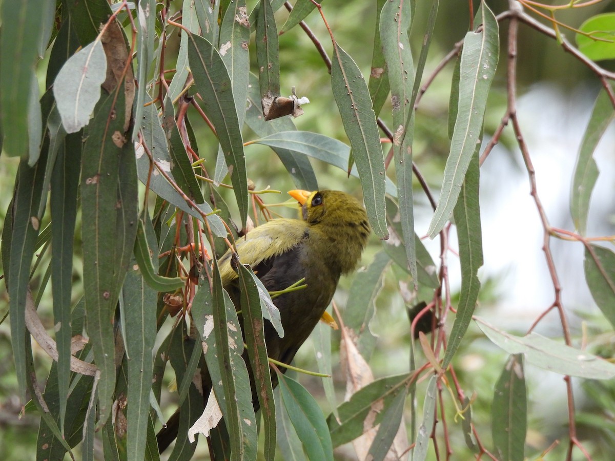 Манорина зелена - ML646771054