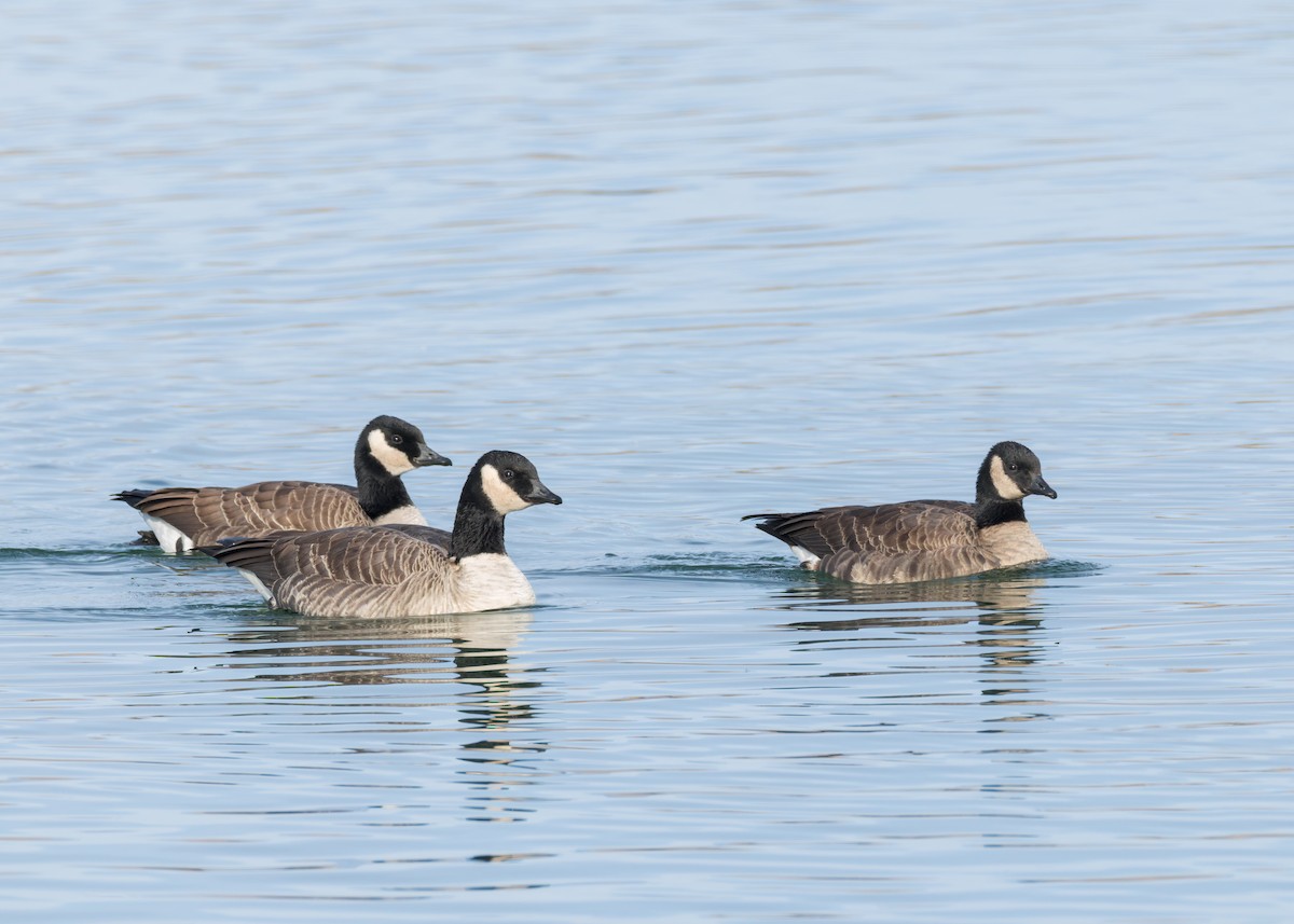 Zwergkanadagans - ML646771057