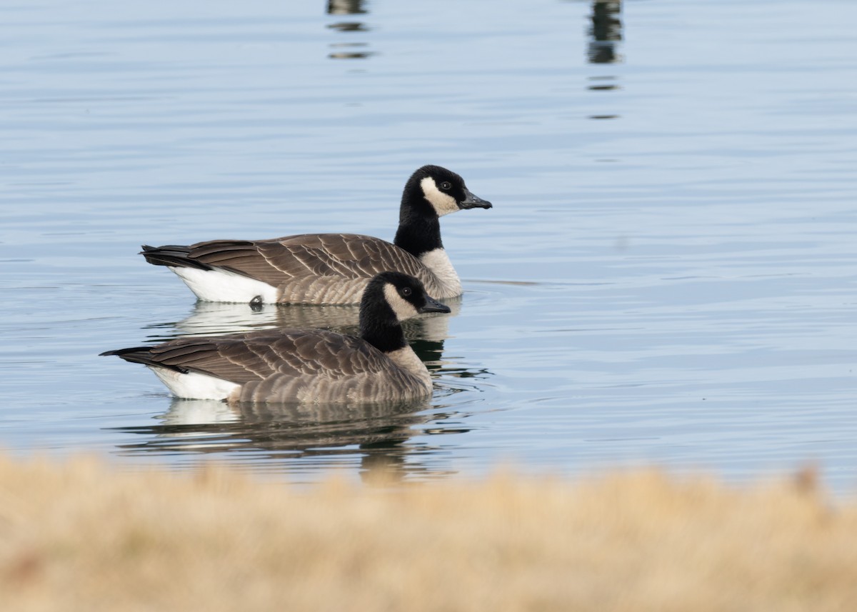 Zwergkanadagans - ML646771060