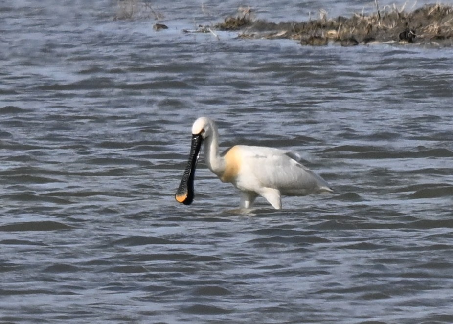 Eurasian Spoonbill - ML646771066