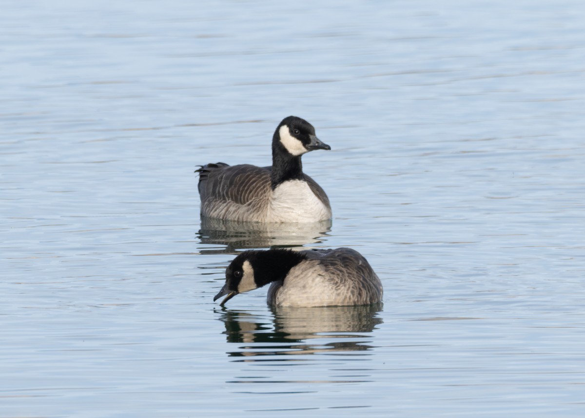 Zwergkanadagans - ML646771069