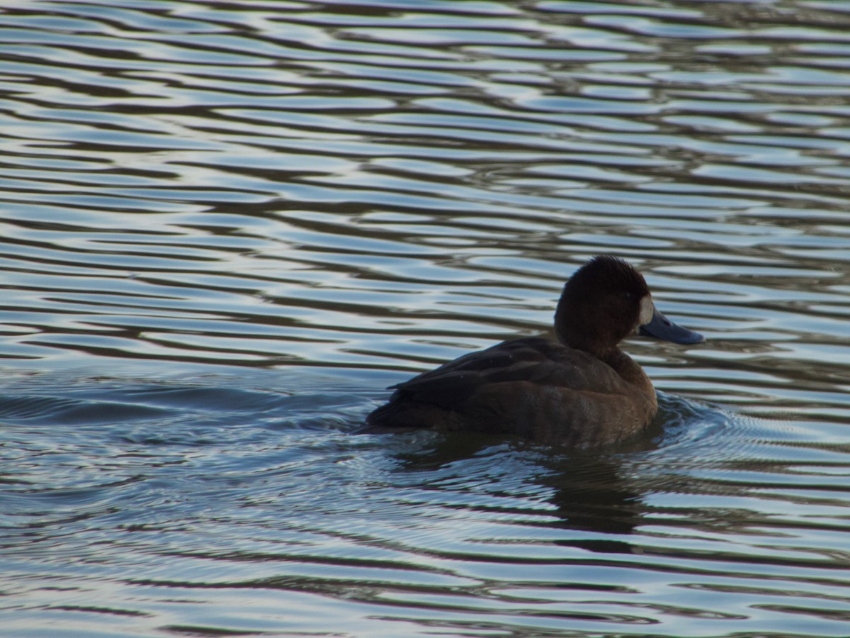 Lesser Scaup - ML646771070