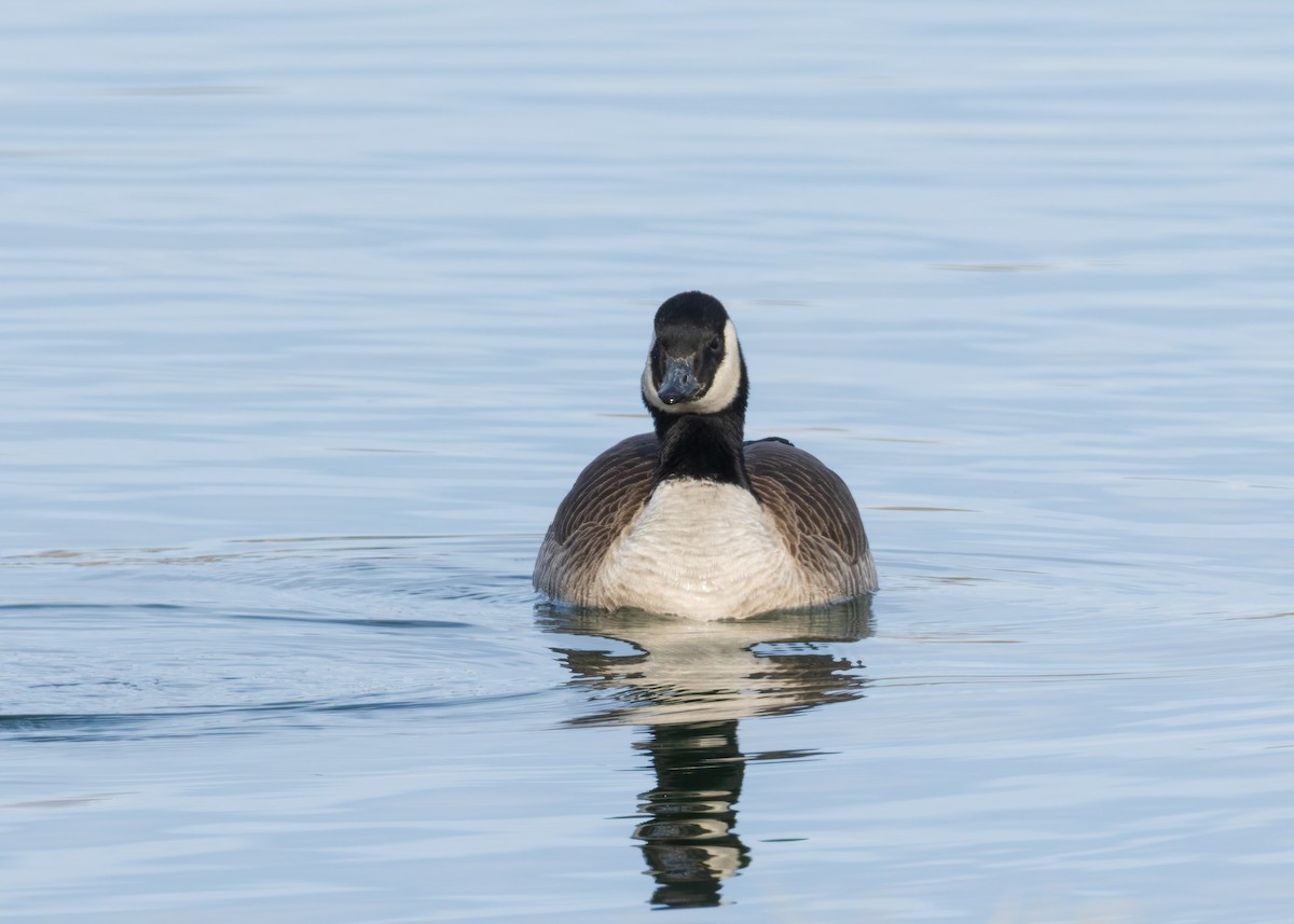 Zwergkanadagans - ML646771071