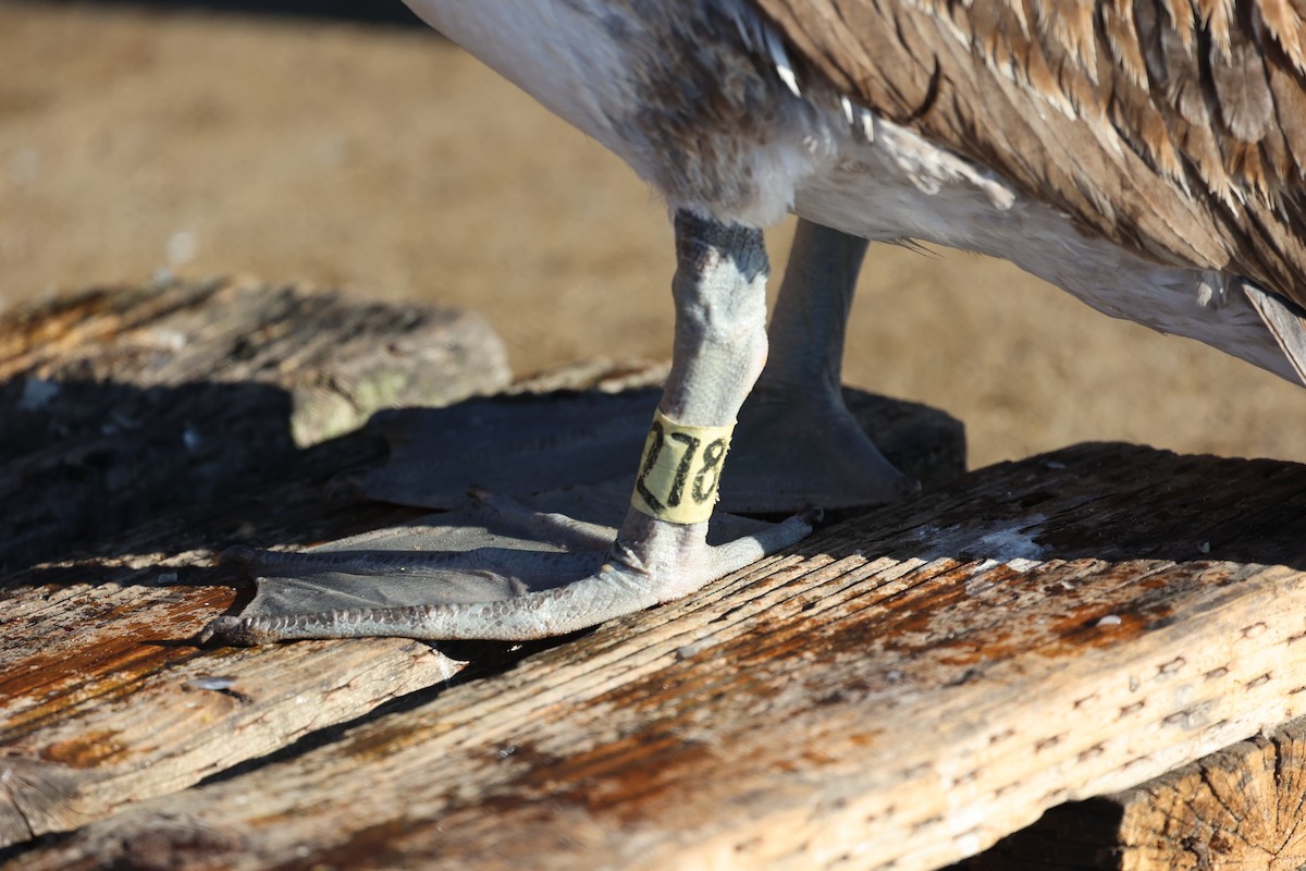 Braunpelikan - ML646771073