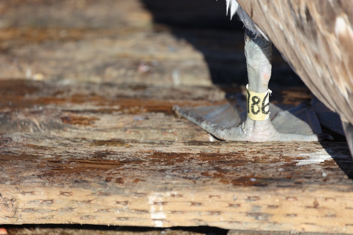 Braunpelikan - ML646771074