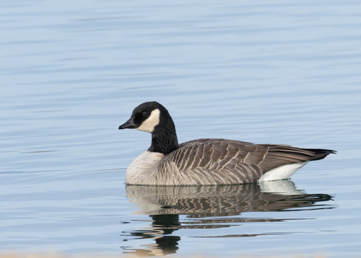 Zwergkanadagans - ML646771075