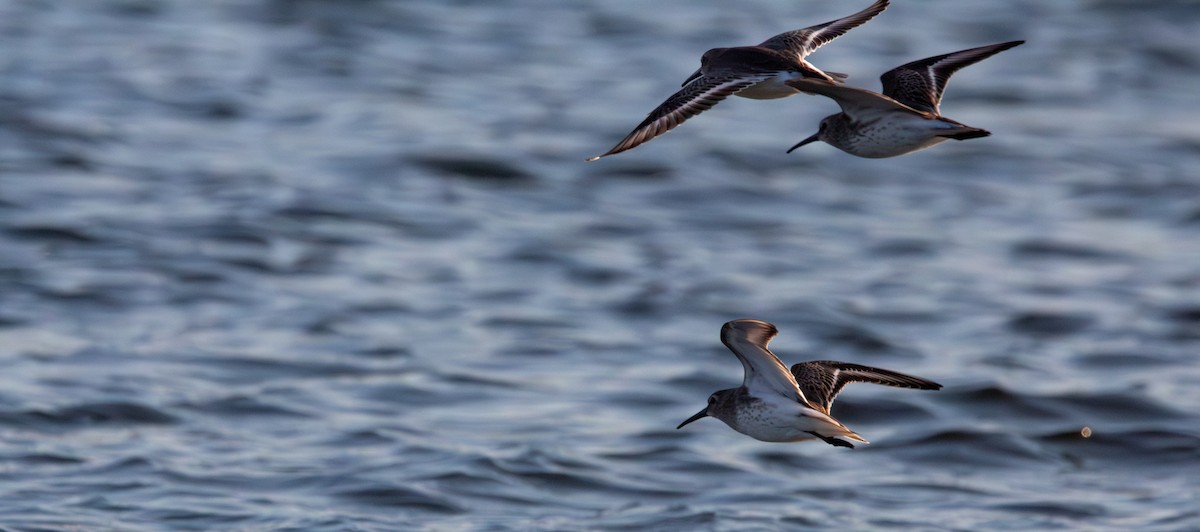 Dunlin - ML646771076