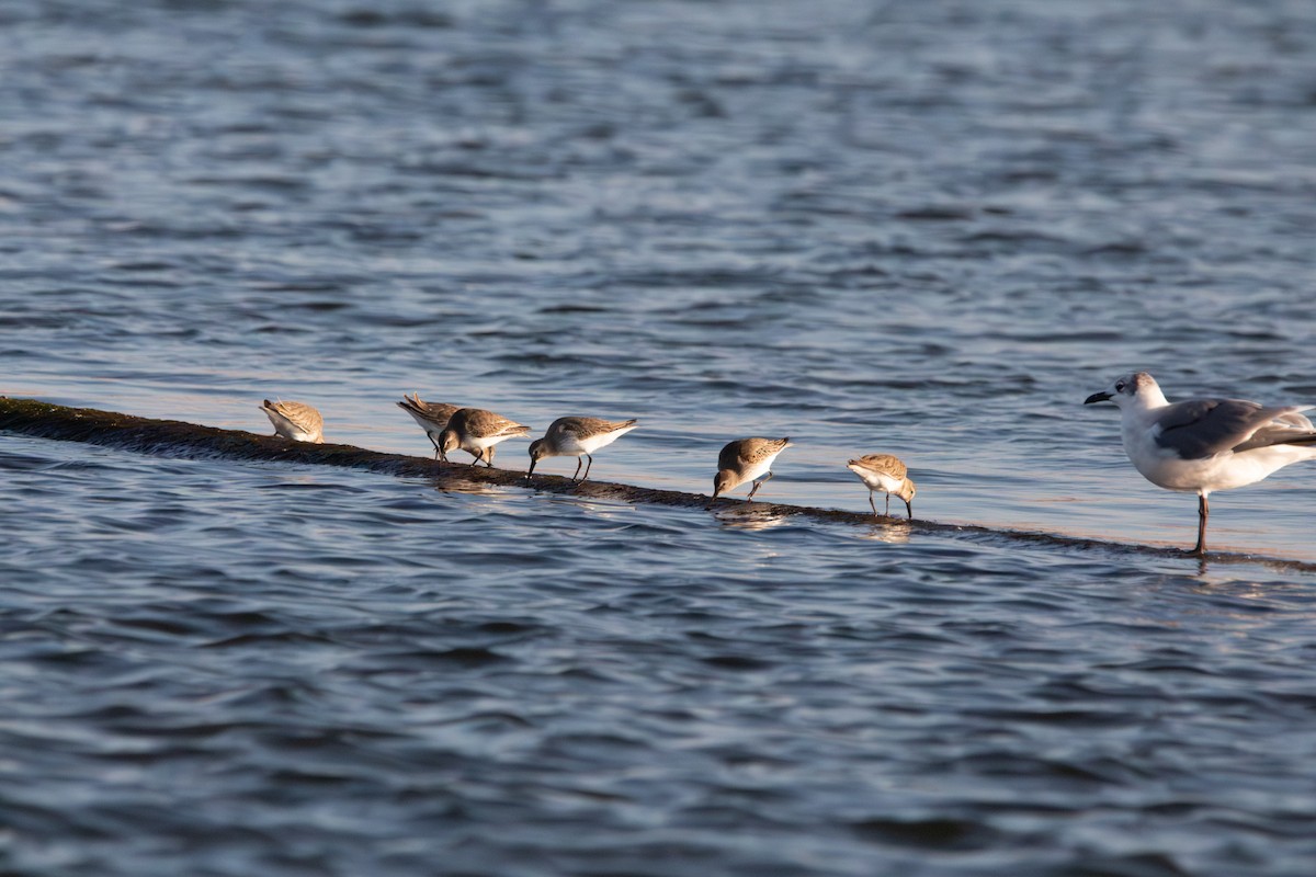Dunlin - ML646771077