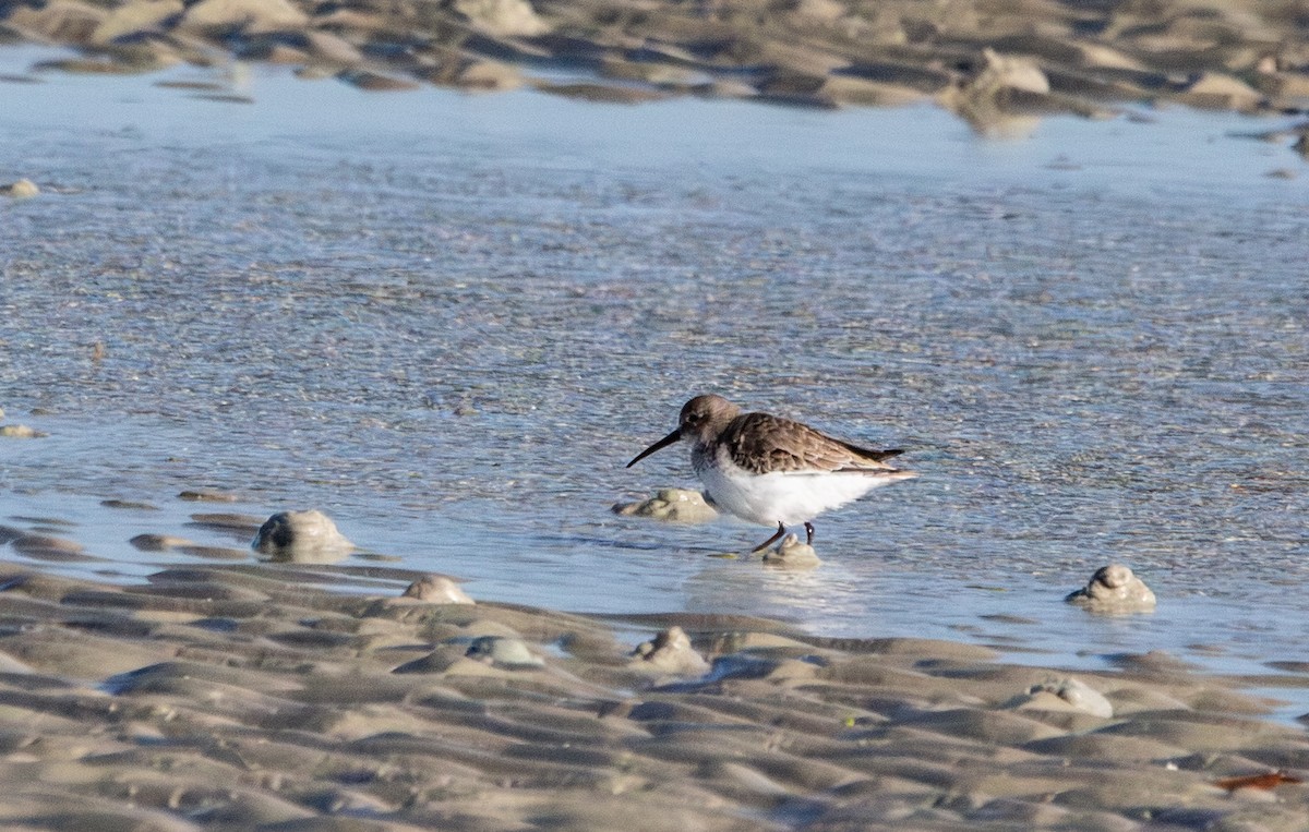 Dunlin - ML646771078