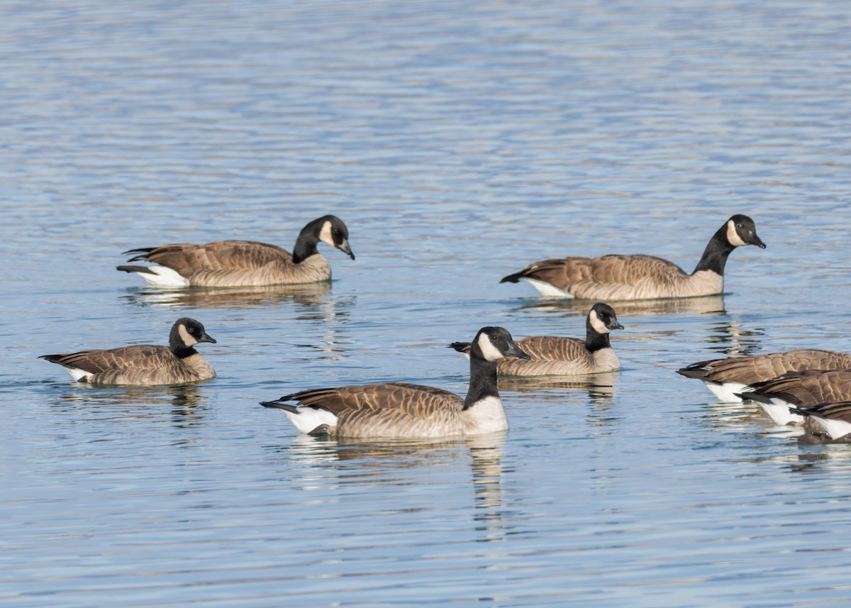 Zwergkanadagans - ML646771079