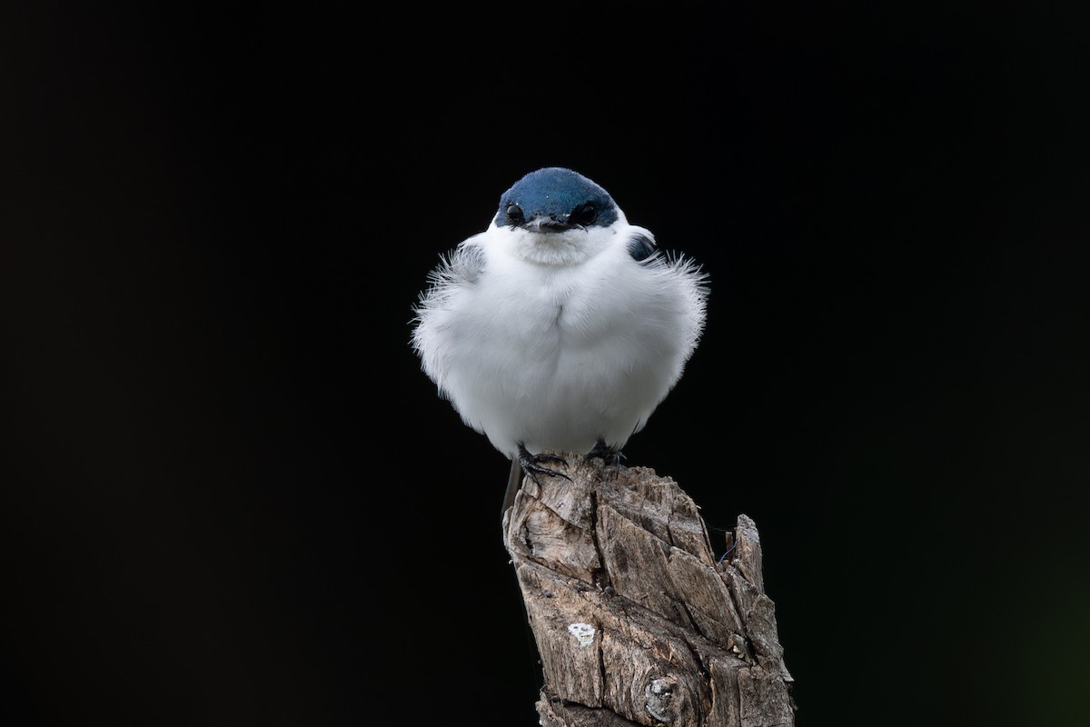 White-winged Swallow - ML646771080