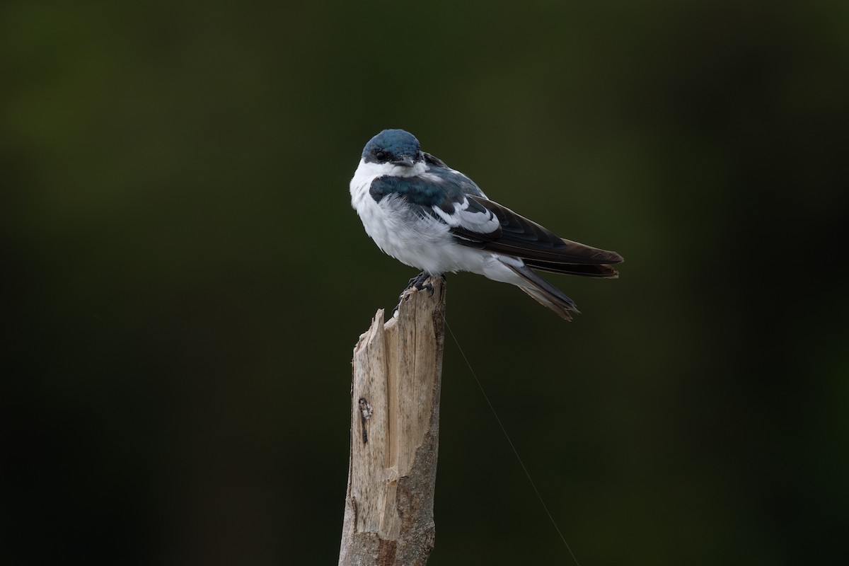 White-winged Swallow - ML646771081