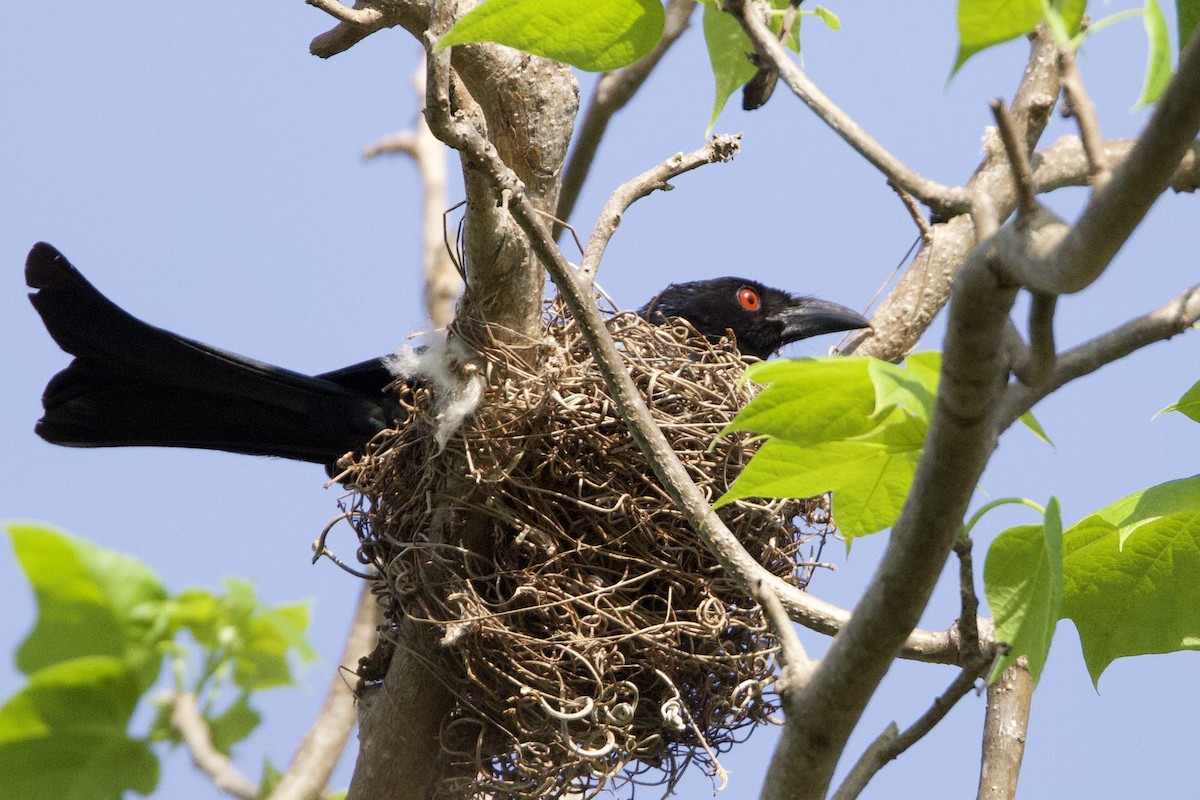 Yıldızlı Drongo - ML646771082