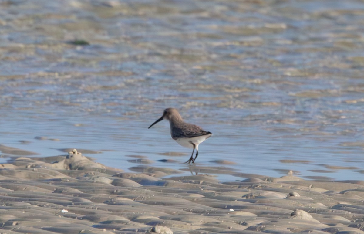 Western Sandpiper - ML646771084