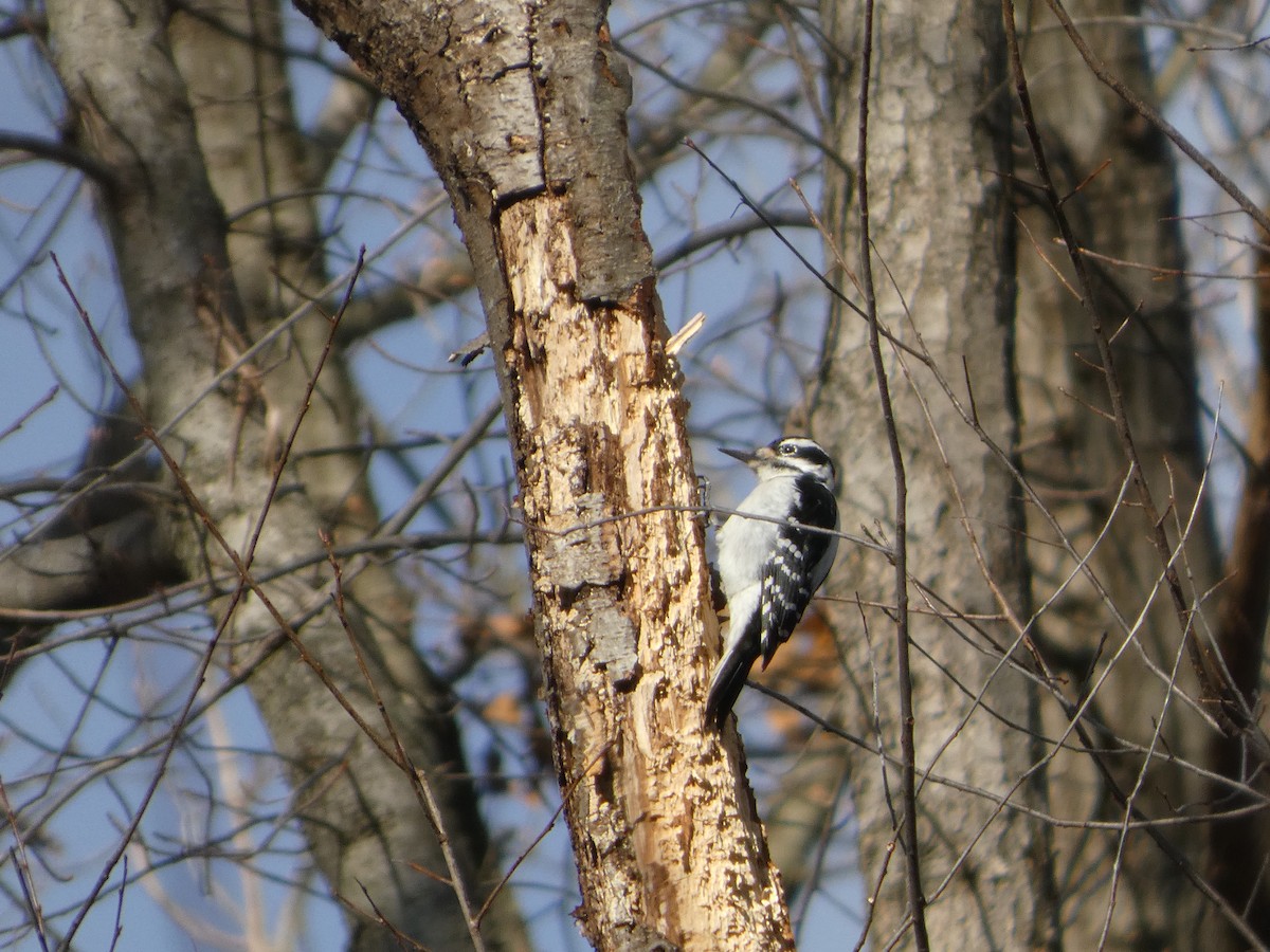 Hairy Woodpecker - ML646771087