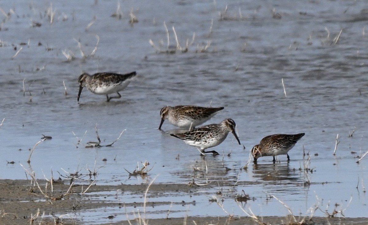 Broad-billed Sandpiper - ML646771089