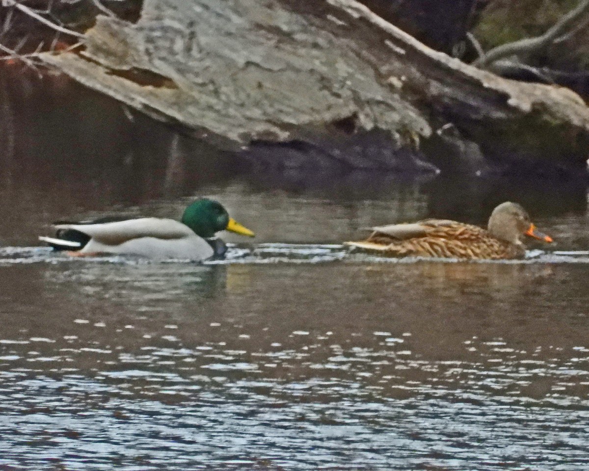 Mallard - ML646771091