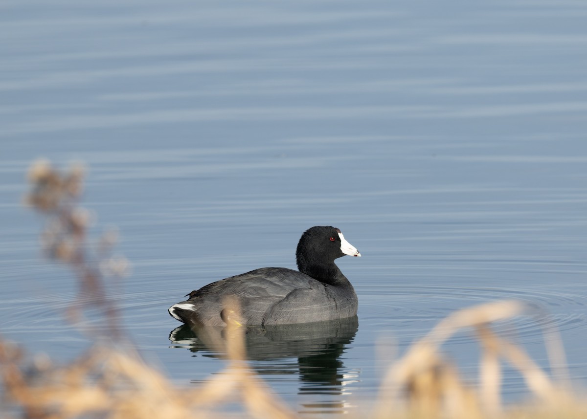 Indianerblässhuhn - ML646771093