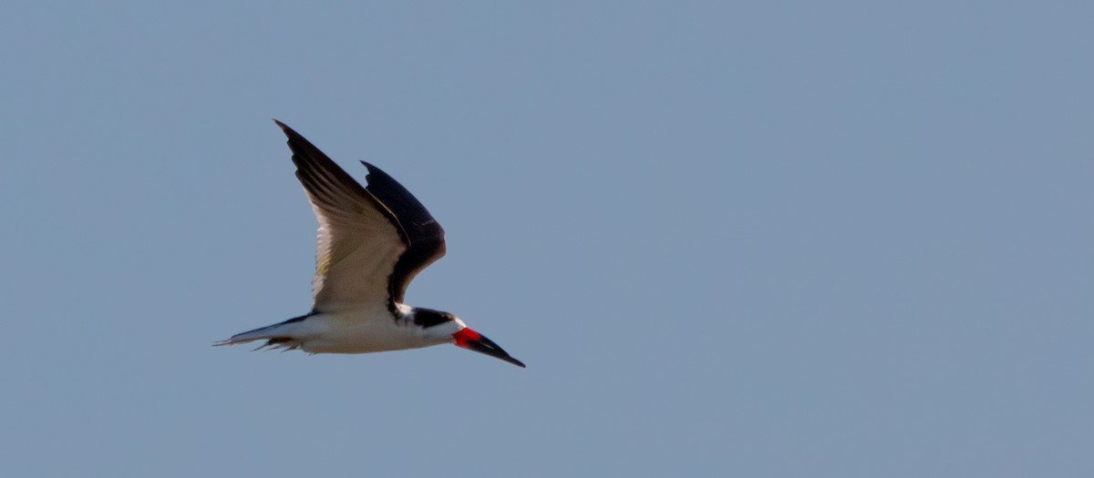 Black Skimmer - ML646771095