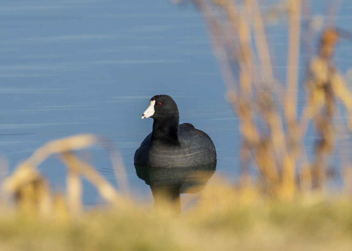 Indianerblässhuhn - ML646771096