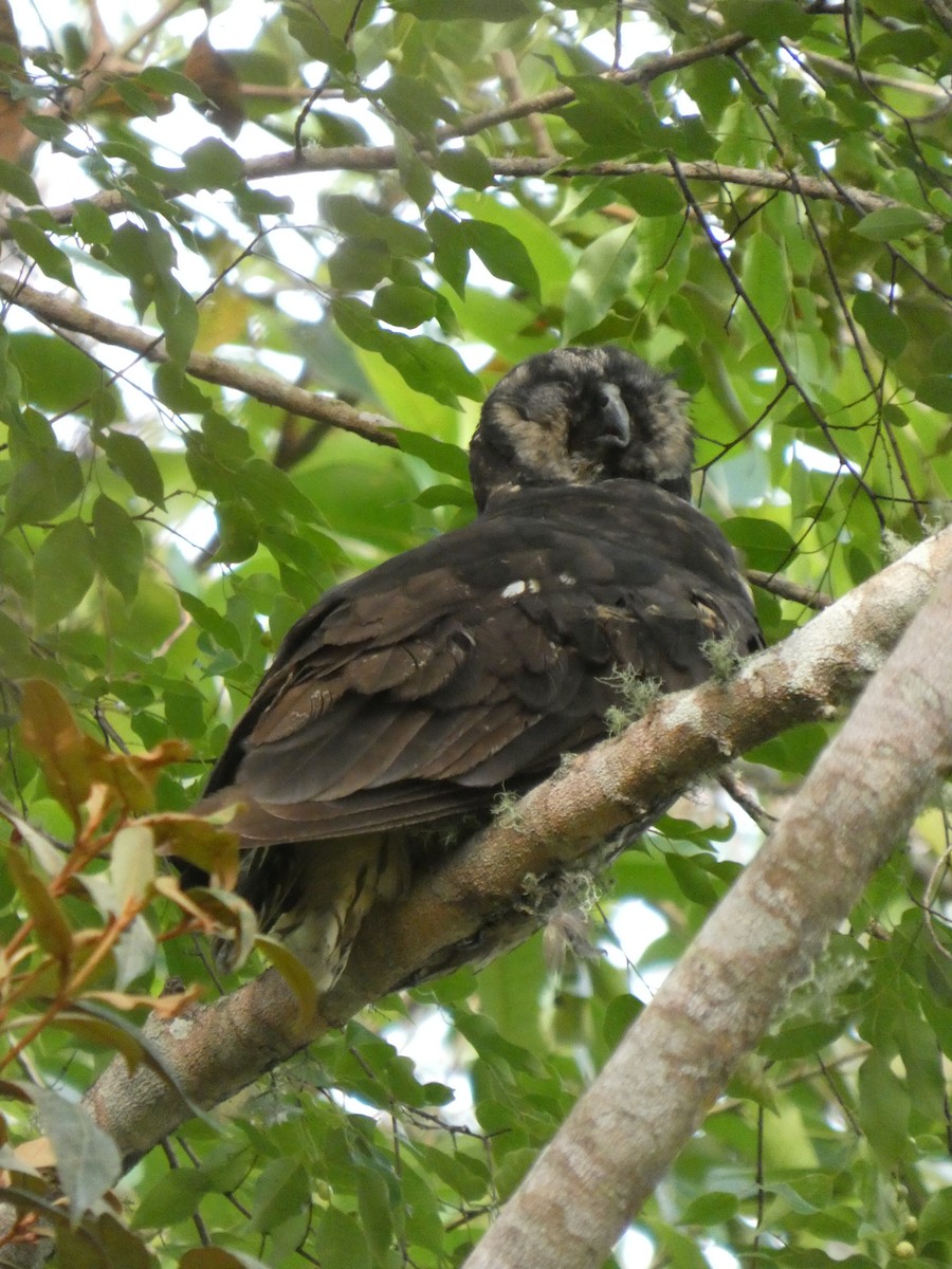 Stygian Owl - ML646771097