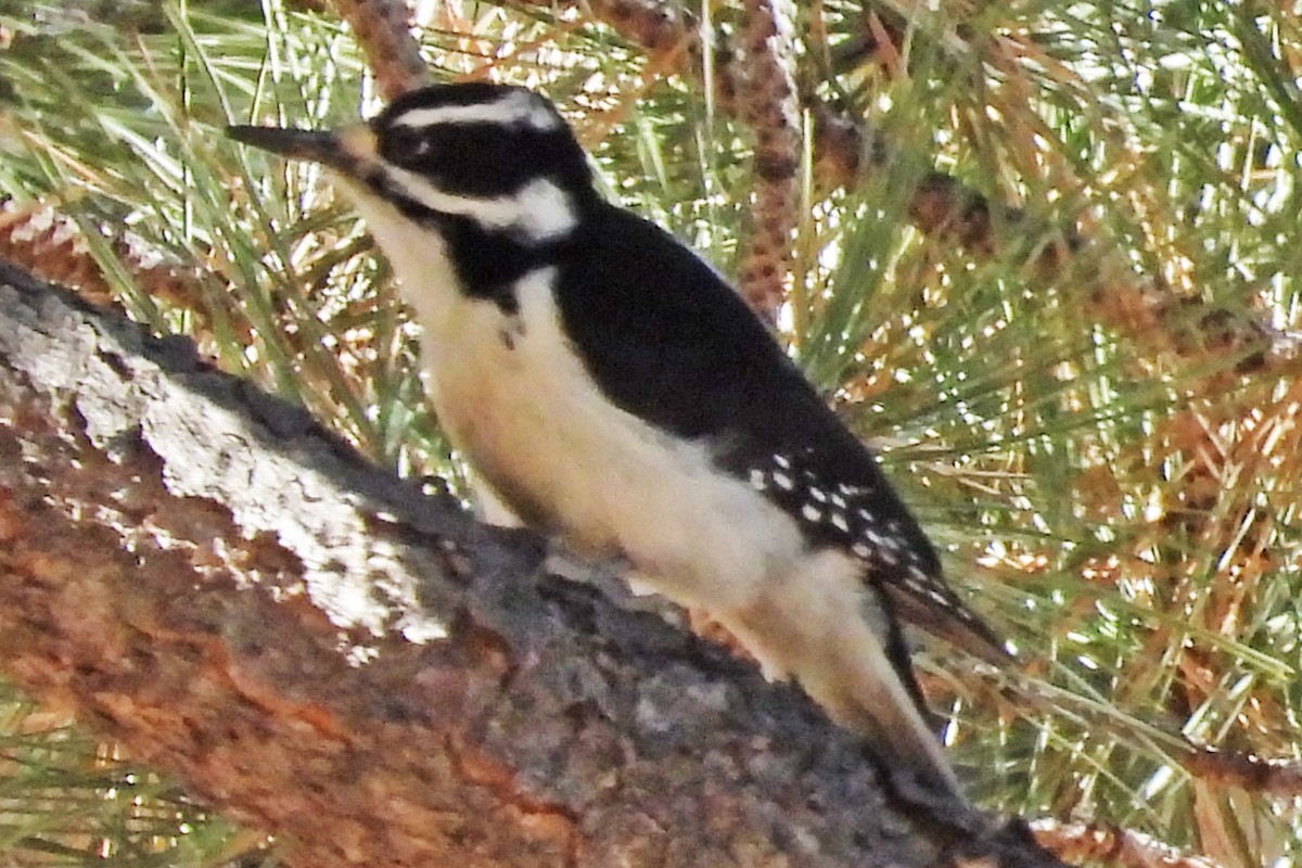 Pico Velloso - ML646771098